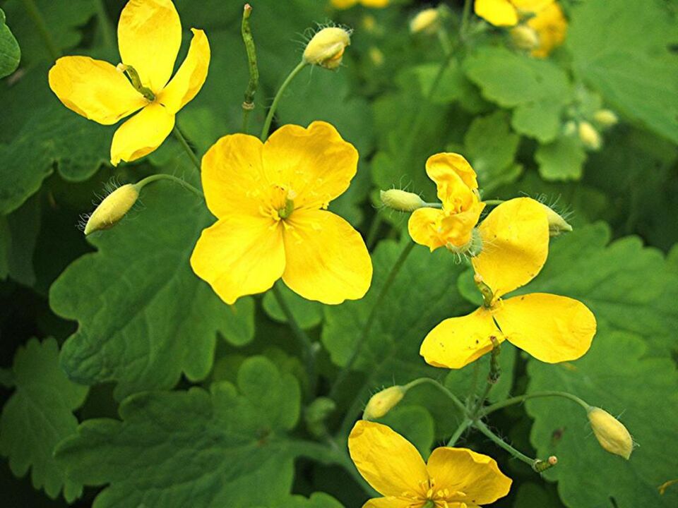 celandine պրոստատիտի բուժման համար